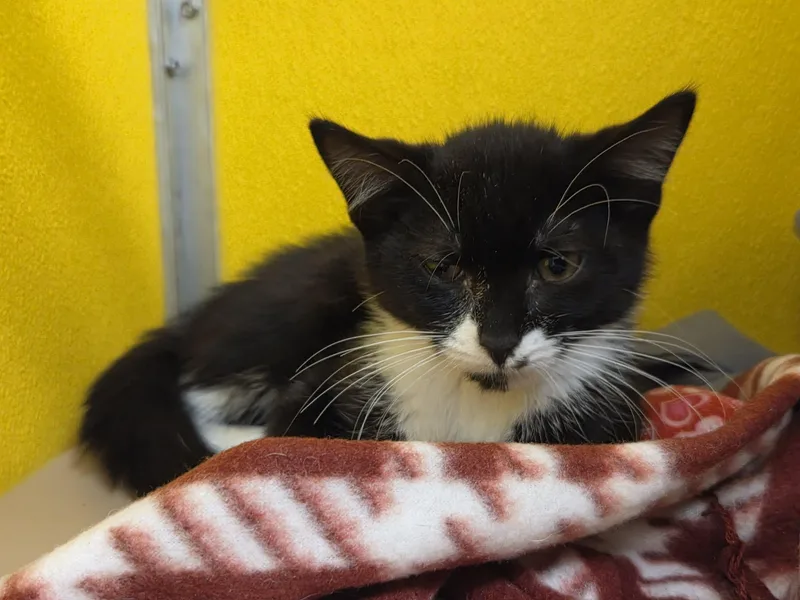 A baby medium-sized male Black & White / Tuxedo Domestic Short Hair cat named Nori for adoption in Fall River, MA
