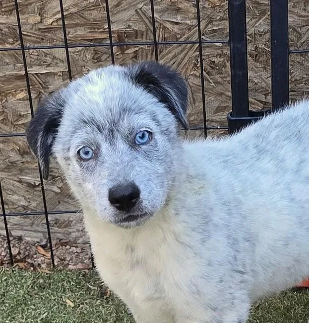 Indigo