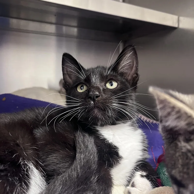 A young medium-sized male Black & White / Tuxedo Domestic Short Hair cat named Rj for adoption in Liberty, MO