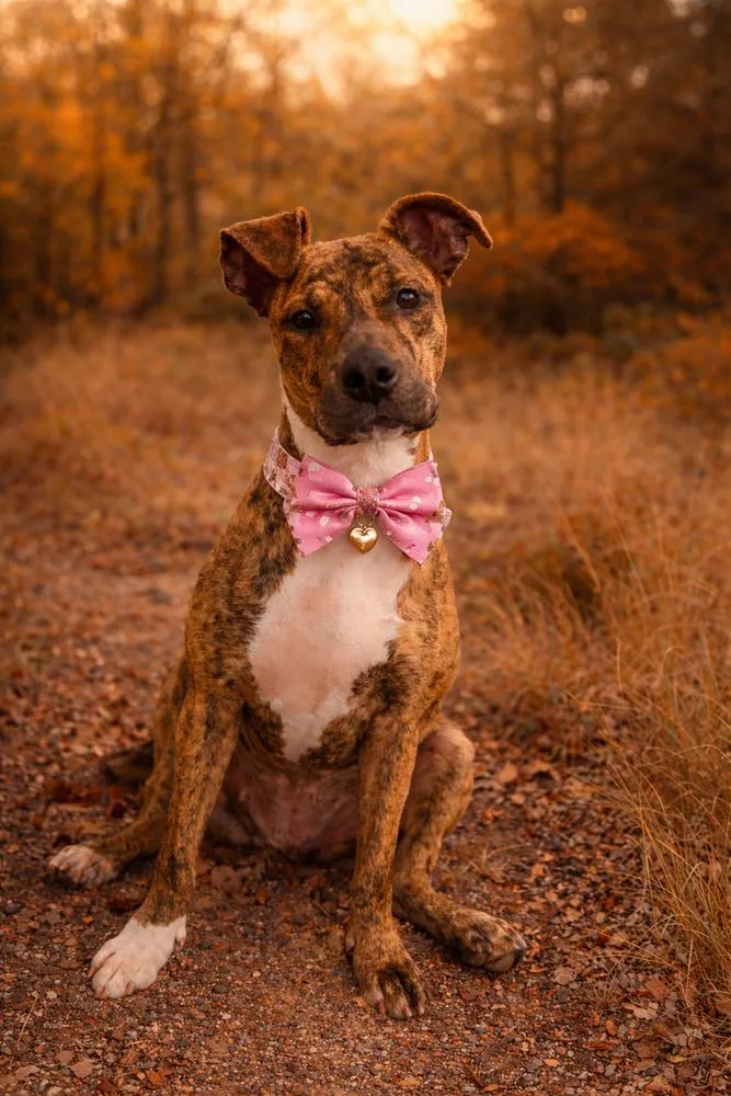 Lily Pka Nessarose thumbnail 3