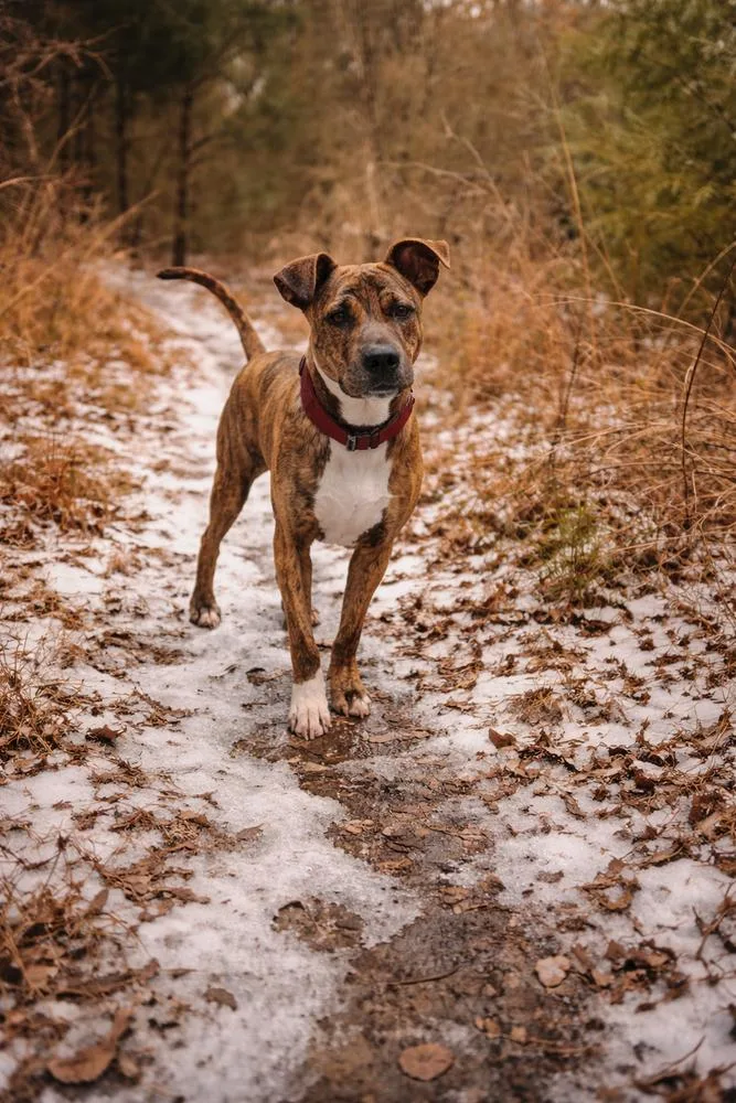 Lily Pka Nessarose thumbnail 6