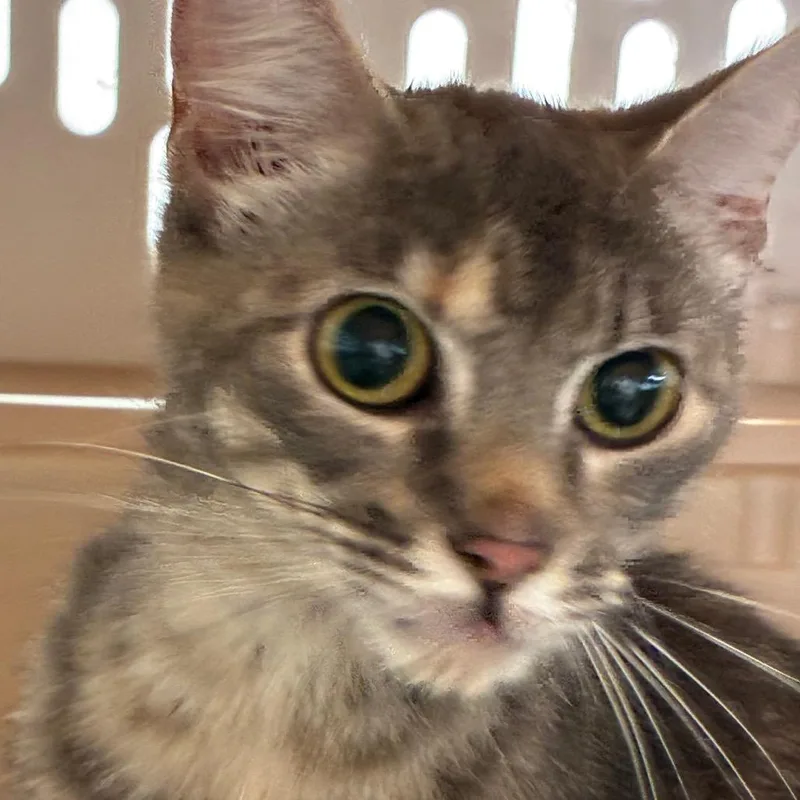 A young medium-sized female Gray / Blue / Silver Domestic Short Hair cat named Jigglypuff for adoption in Hattiesburg, MS