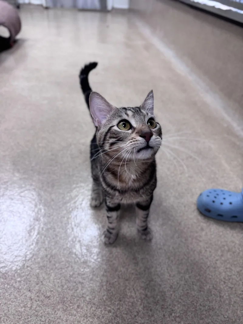 An adult medium-sized male Domestic Short Hair cat named Smokey for adoption in Brick, NJ