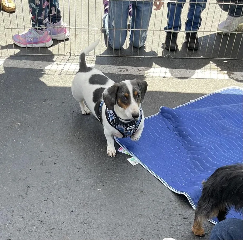 An adult small-sized male White / Cream Dachshund dog named Vinny for adoption in Leavenworth, KS