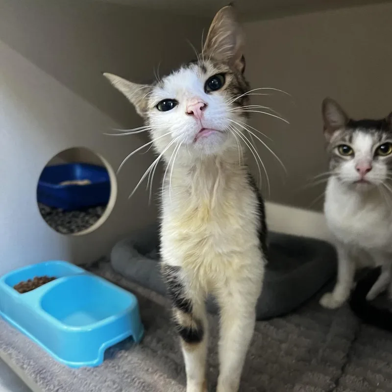 A young medium-sized female Domestic Short Hair cat named Jesse for adoption in Summerville, SC