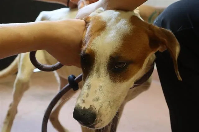 A young small-sized female Mixed Breed dog named Bella for adoption in Columbia, SC