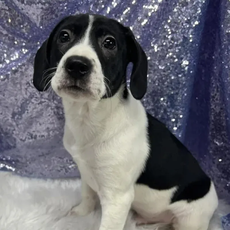 A baby medium-sized male Black Husky dog named Pink Floyd for adoption in Cedarburg, WI