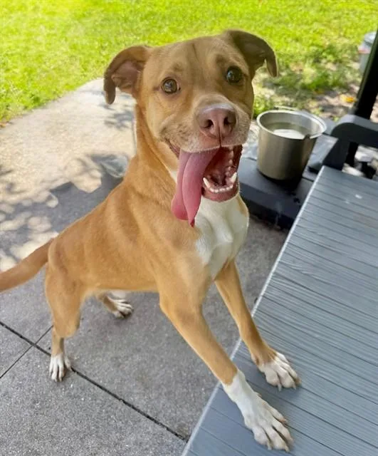 A young medium-sized male Hound dog named Stuart for adoption in Fort Myers, FL