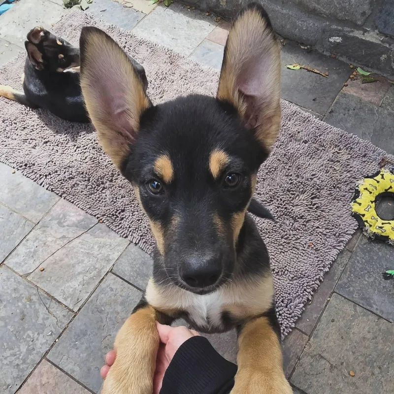 A baby large-sized male Tricolor (Brown, Black, & White) Husky dog named Jelly for adoption in Pleasanton, CA