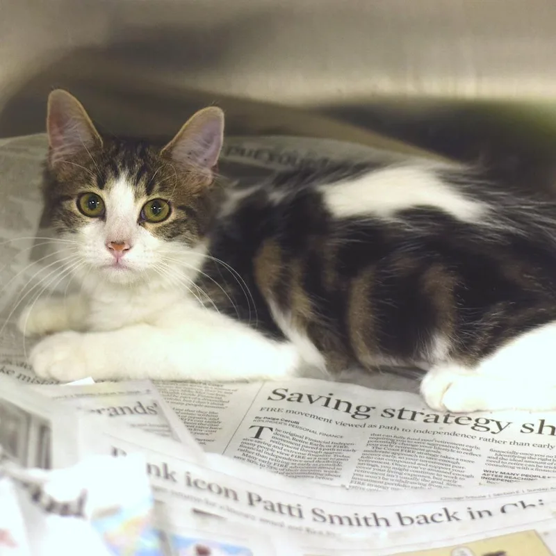A baby small-sized female Domestic Long Hair cat named Maybelline for adoption in Belleville, IL