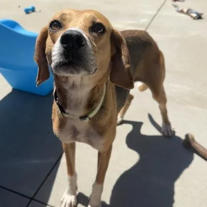 An adult medium-sized female White / Cream Hound dog named Gracie for adoption in Fairfax Station, VA