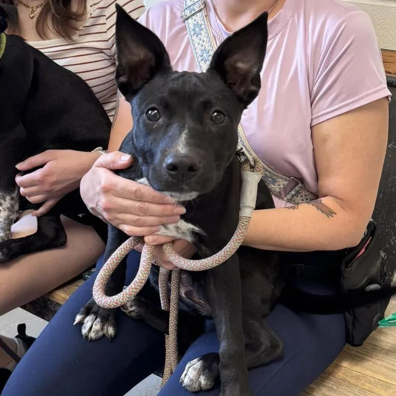 A baby small-sized female Black Australian Cattle Dog / Blue Heeler dog named Socks for adoption in Bastrop, TX