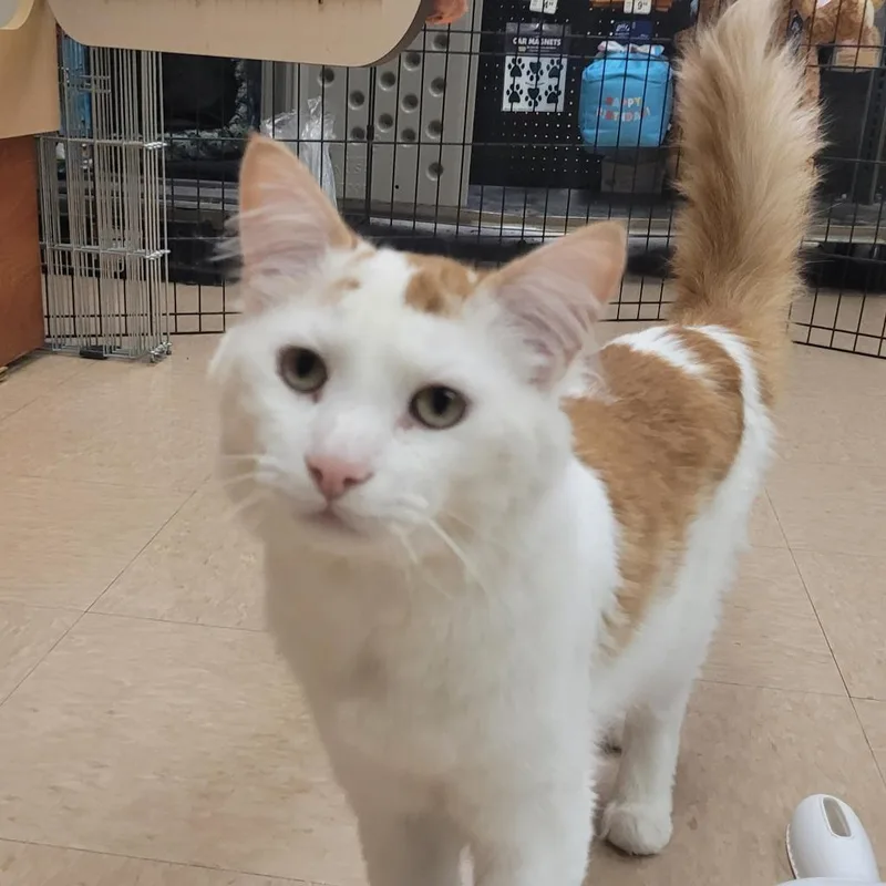 An adult medium-sized male White Domestic Long Hair cat named Calcifer for adoption in Rochester, MN