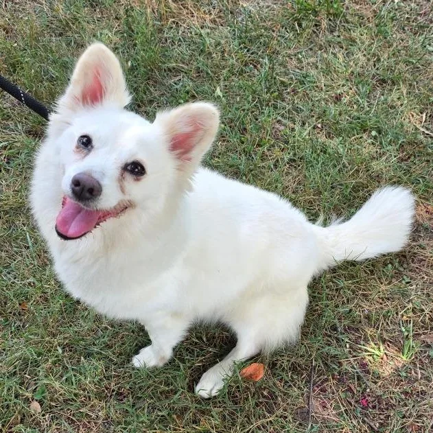 An adult small-sized female White / Cream Mixed Breed dog named Princess for adoption in Greensboro, NC