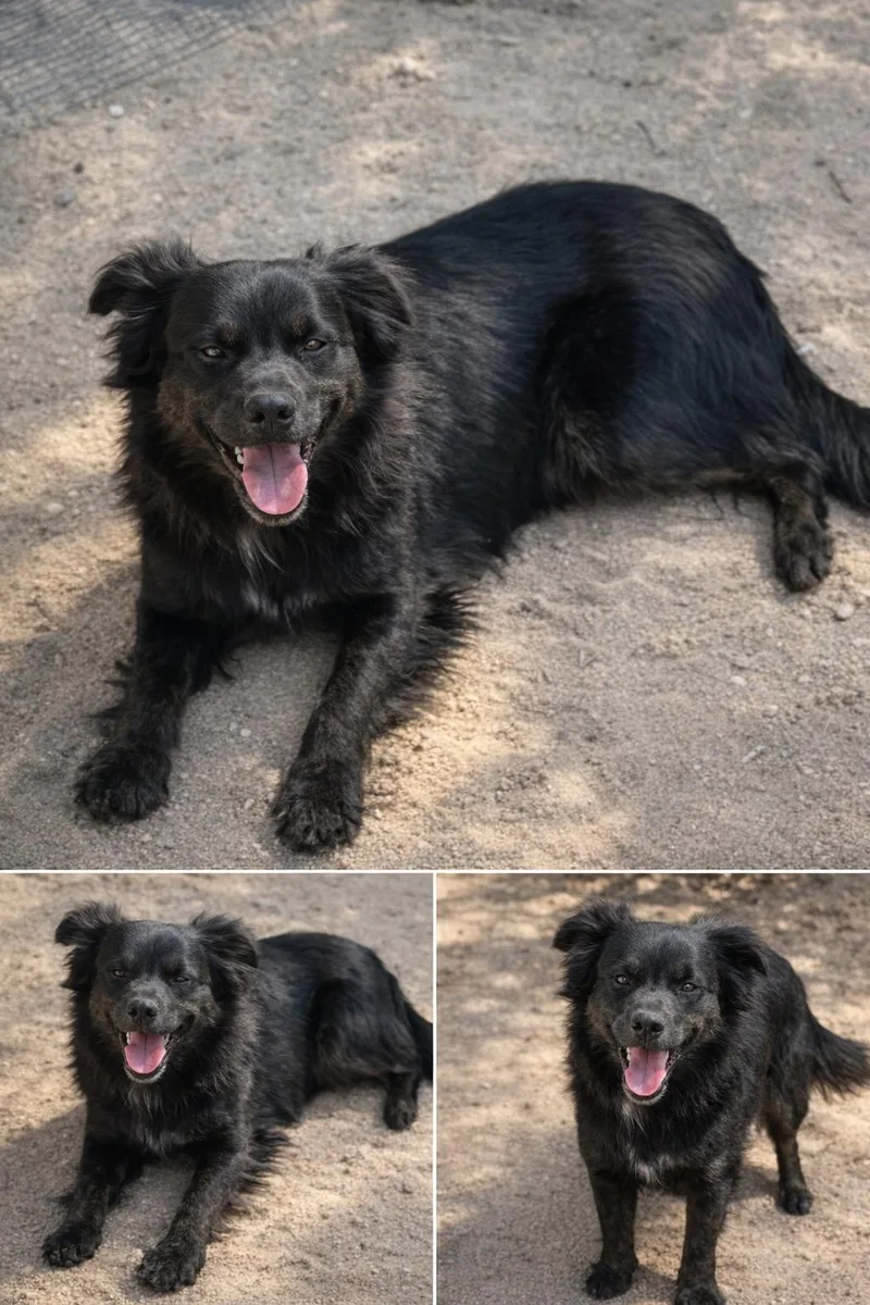 A young medium-sized male Black Australian Shepherd dog named Bass for adoption in Palm Desert, CA