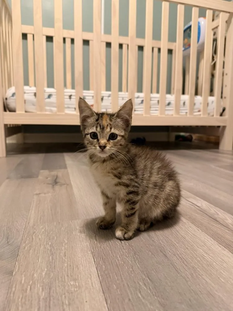 A baby medium-sized female Domestic Short Hair cat named Lottie for adoption in Emerald Isle, NC