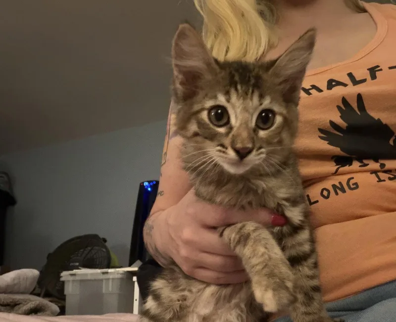 A young large-sized female Domestic Medium Hair cat named Pochita for adoption in Morgan Hill, CA