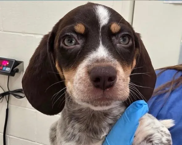 A baby small-sized male Brown / Chocolate Beagle dog named Orion for adoption in Watertown, WI