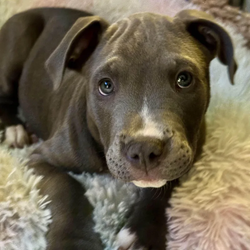 A baby medium-sized male Gray / Blue / Silver Pit Bull Terrier dog named Theodore for adoption in Peotone, IL