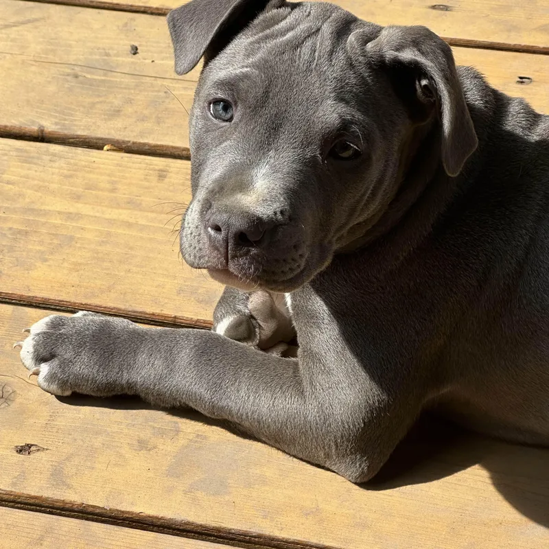 Theodore thumbnail 2