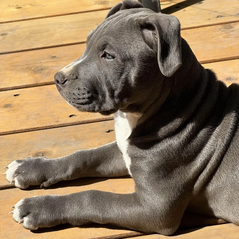 Theodore thumbnail 3