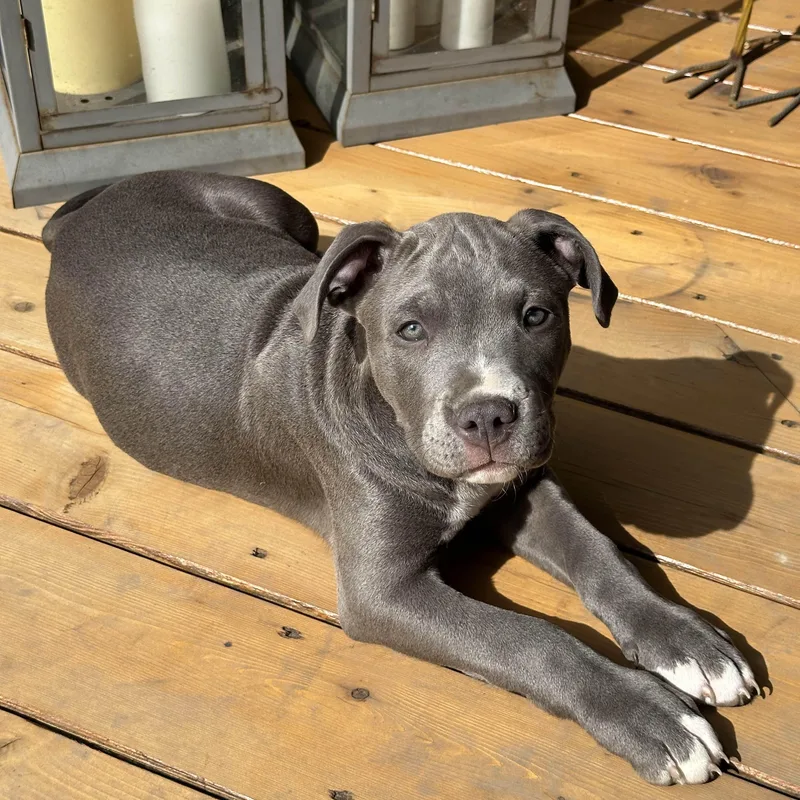 Theodore thumbnail 4