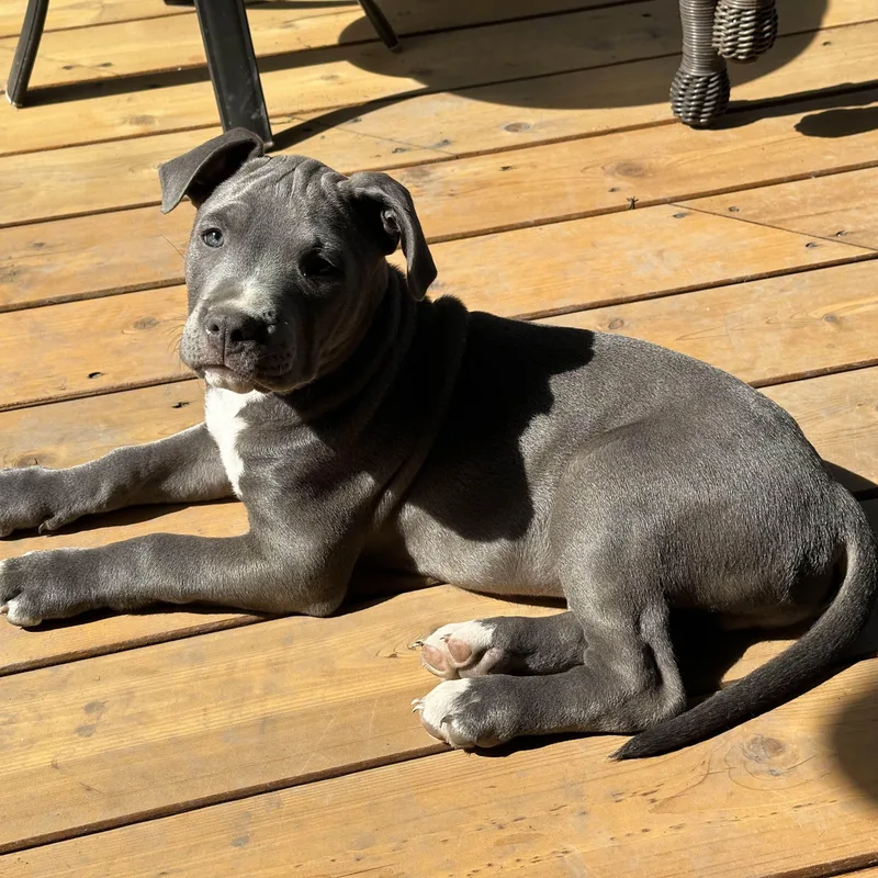 Theodore thumbnail 5