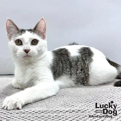 A baby medium-sized female Domestic Short Hair cat named Hadley for adoption in Washington, DC