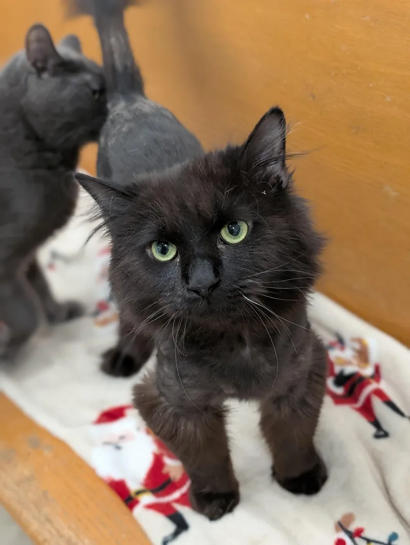 A young medium-sized male Brown / Chocolate Domestic Long Hair cat named Chocolat for adoption in Tilton, IL