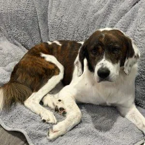 An adult medium-sized male Brittany Spaniel dog named Chief  Mo for adoption in Sugar Grove, IL