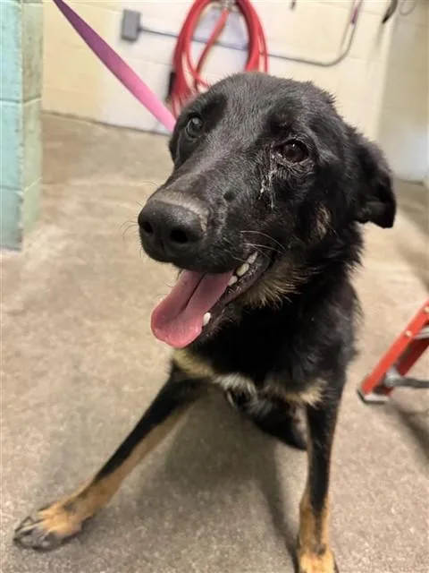A young medium-sized female Australian Kelpie dog named Lorelai for adoption in Sacramento, CA