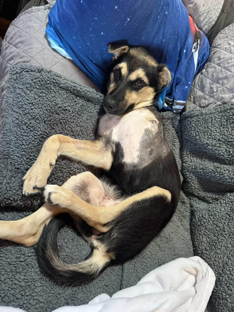 A baby medium-sized female German Shepherd Dog dog named Onyx for adoption in Kiowa, OK
