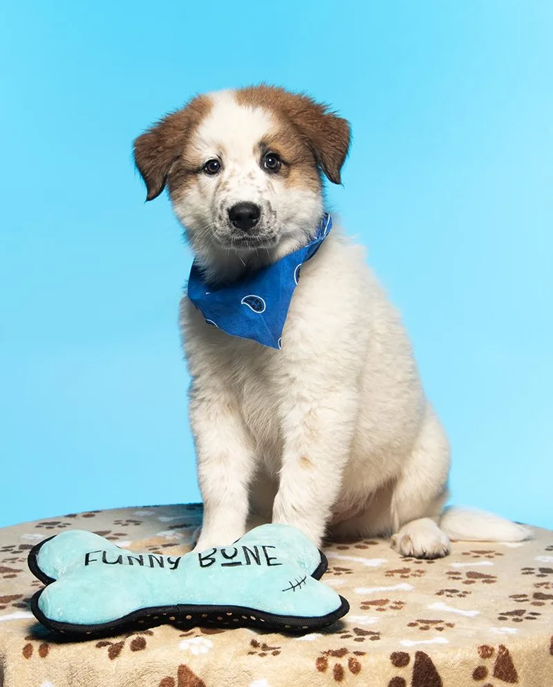 A baby large-sized male White / Cream Great Pyrenees dog named Draco for adoption in Cookeville, TN