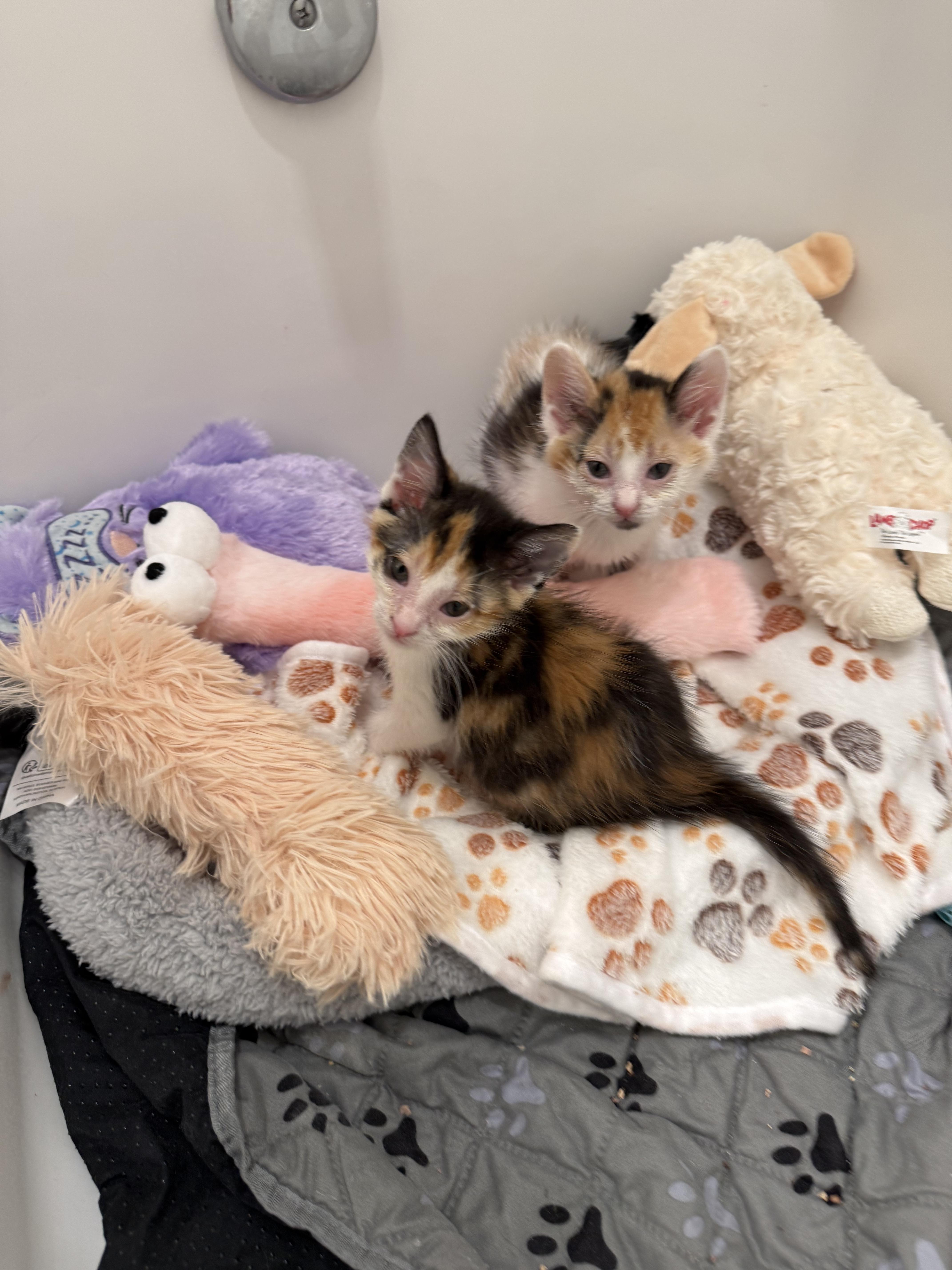 A baby medium-sized female Domestic Medium Hair cat named Blossom And Bluebell Bonded for adoption in Ponte vedra, FL