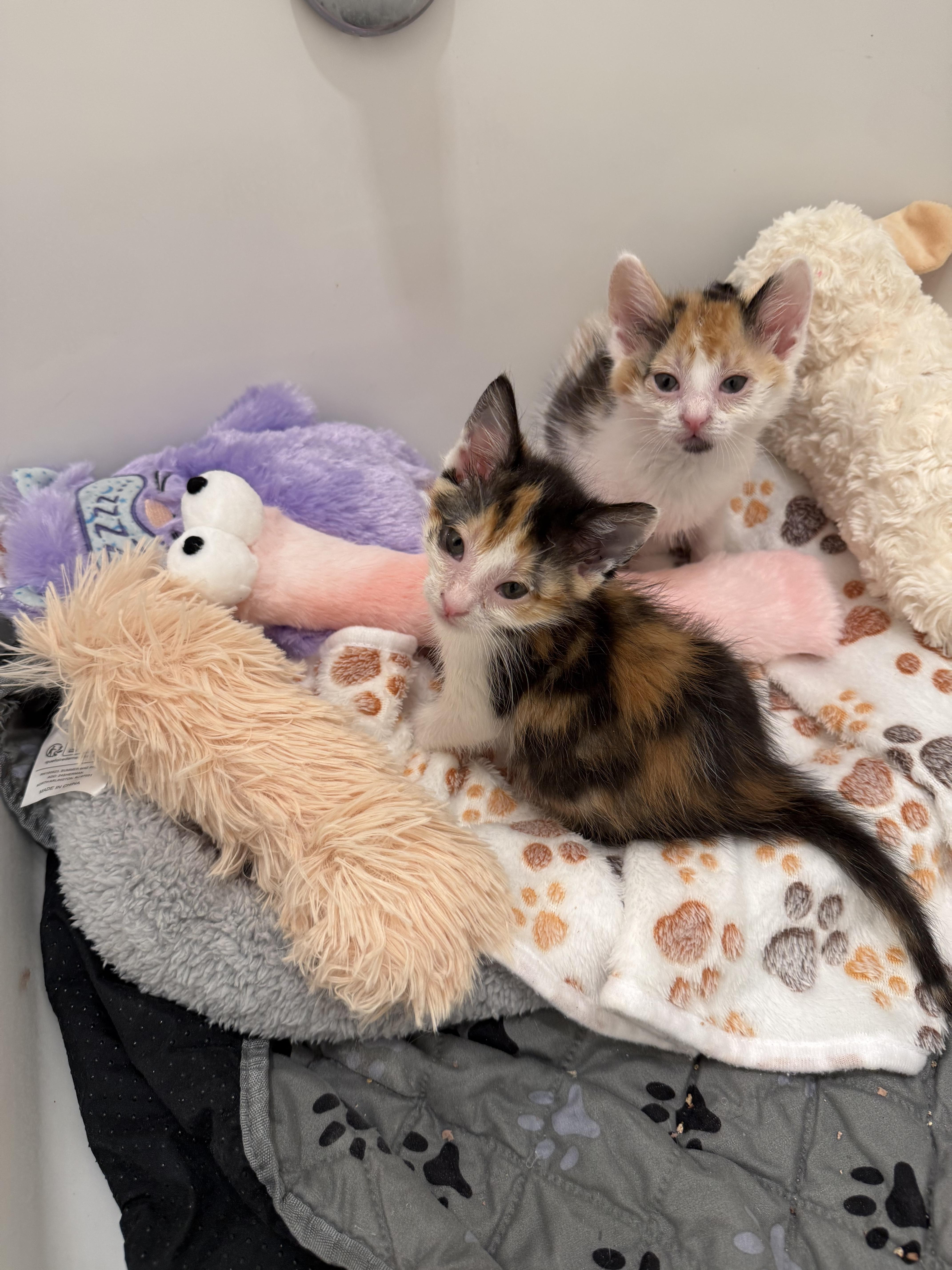 Blossom And Bluebell Bonded thumbnail 2