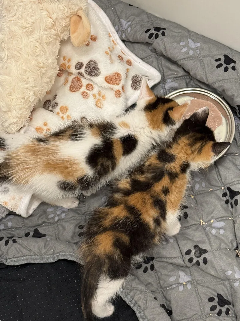 Blossom And Bluebell Bonded thumbnail 4