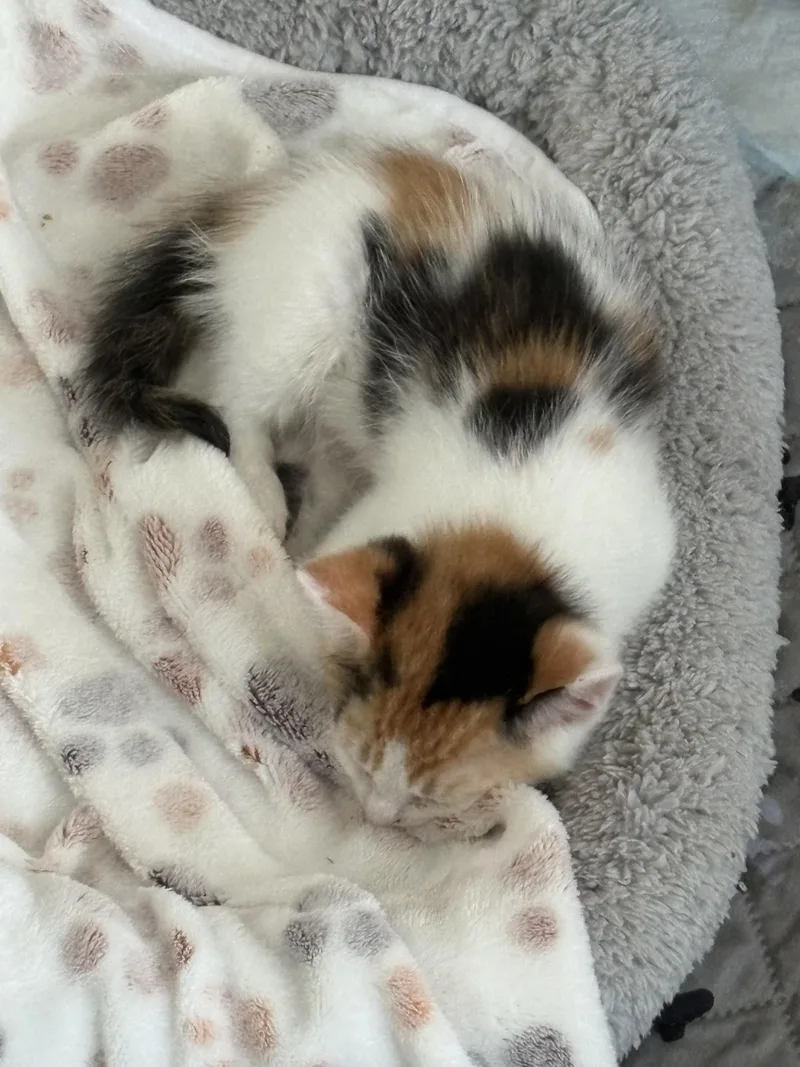 Blossom And Bluebell Bonded thumbnail 5
