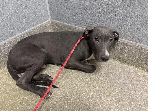 A young small-sized male Pit Bull Terrier dog named Duncan Idaho for adoption in Las Vegas, NV