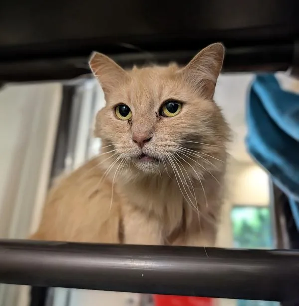 An adult small-sized female Domestic Medium Hair cat named Praytell for adoption in Santa Rosa, CA
