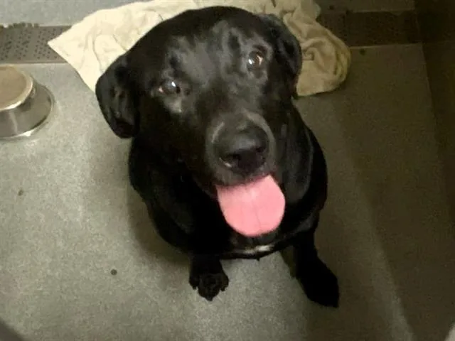 An adult large-sized female Labrador Retriever dog named Valkryie for adoption in Tustin, CA