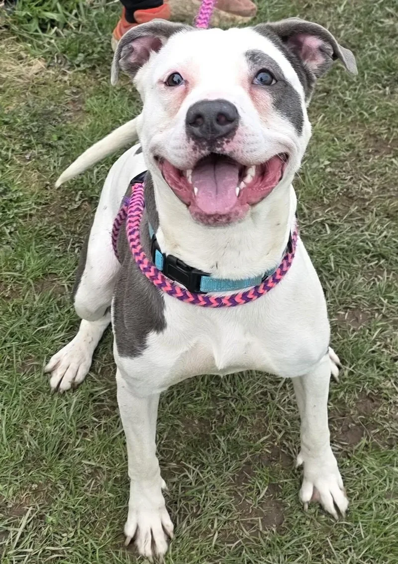 A young medium-sized female Terrier dog named Cupcake for adoption in North Syracuse, NY