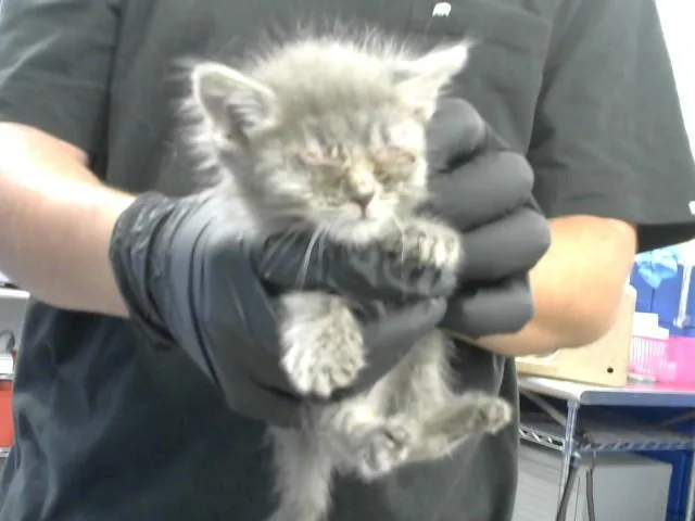 A baby small-sized male Domestic Short Hair cat named Timmy for adoption in Albuquerque, NM
