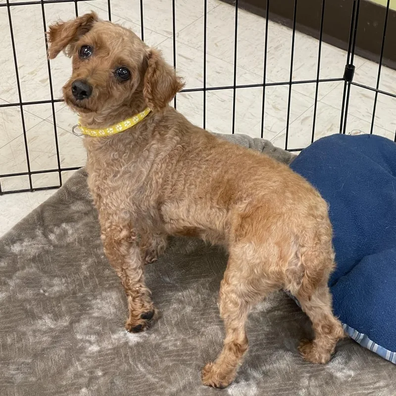 A senior small-sized male Miniature Poodle dog named Berry for adoption in Milan, IL