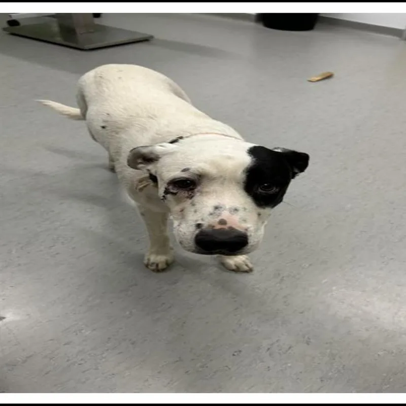 A young medium-sized male White / Cream Border Collie dog named Tucker for adoption in Apache Junction, AZ