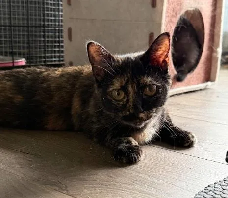 A young medium-sized female Domestic Short Hair cat named Sugar for adoption in Coralville, IA