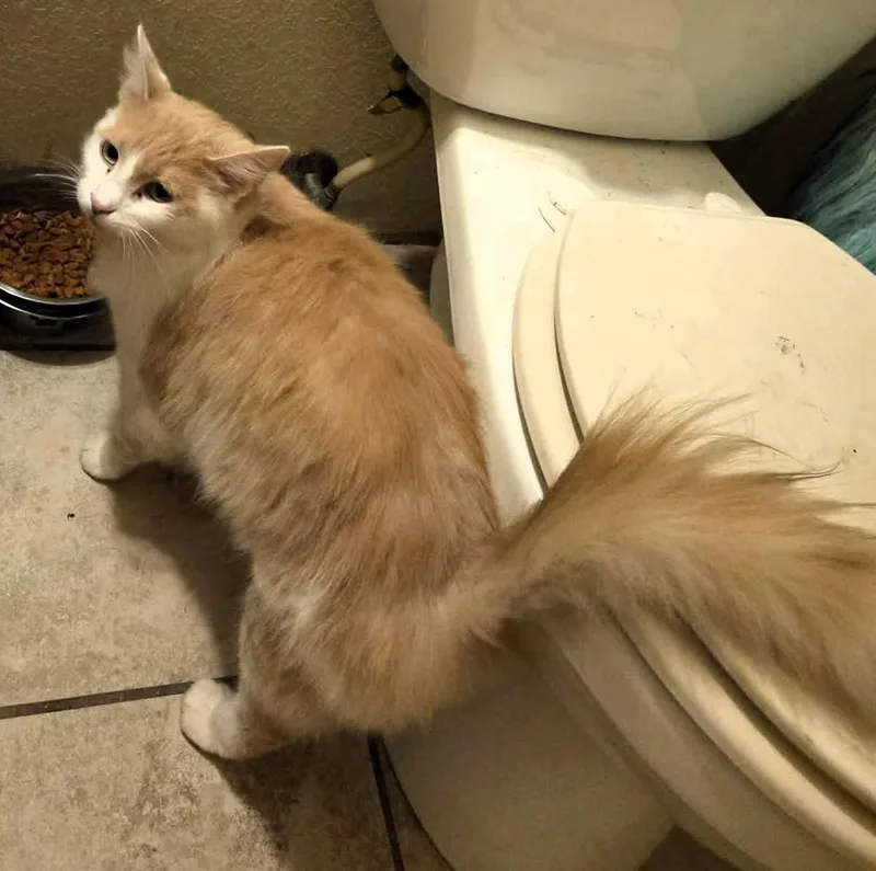Tina