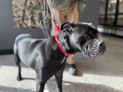 Mercedes thumbnail 3