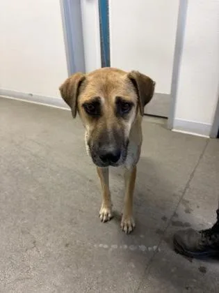 An adult large-sized female Mixed Breed dog named Faye for adoption in Fresno, CA