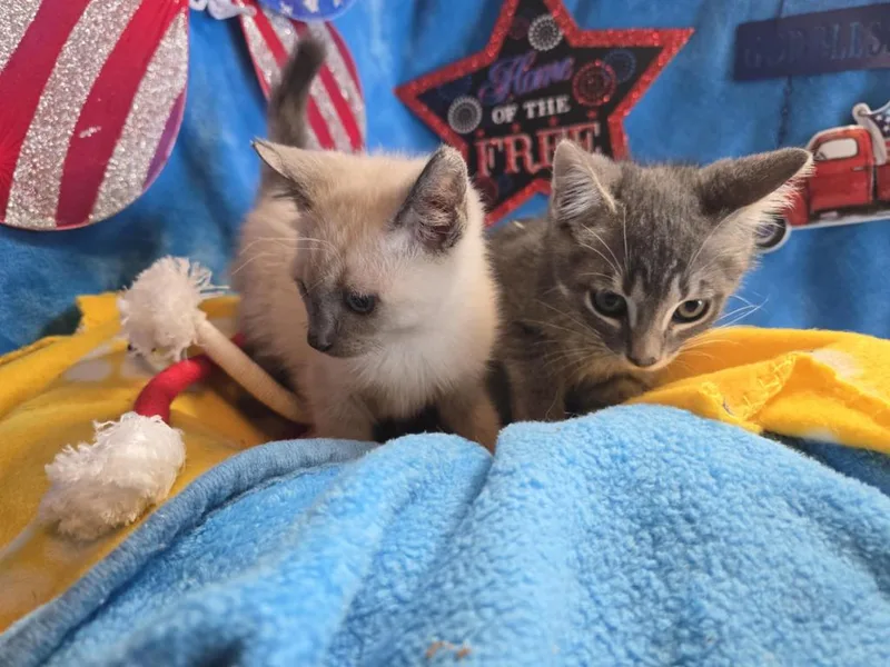 A young small-sized male Domestic Short Hair cat named Bon Jovi for adoption in New Braunfels, TX