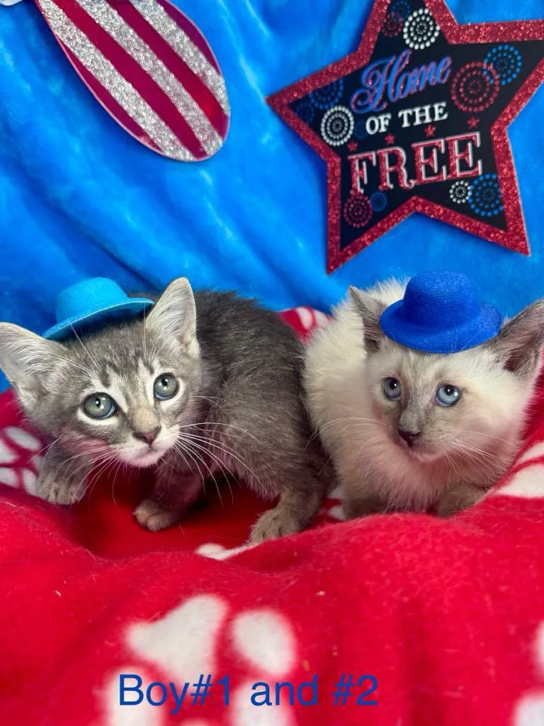 Bon Jovi thumbnail 2